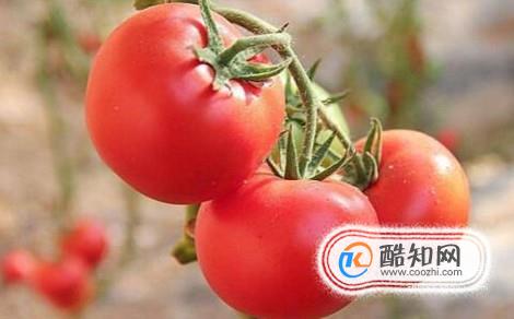 吃西红柿减肥的方法