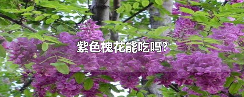 紫色槐花能吃吗?