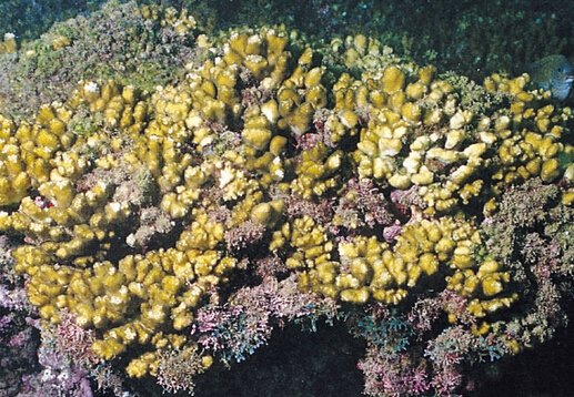 膨珊瑚的风水学应用-膨珊瑚在家居中的作用