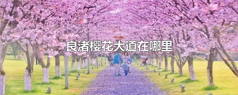 良渚樱花大道在哪里