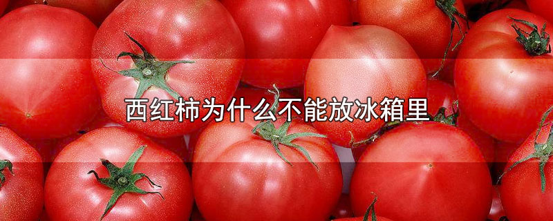 西红柿为什么不能放冰箱里