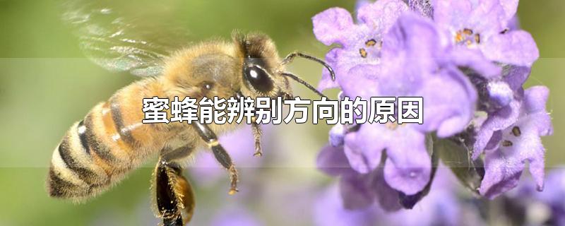 蜜蜂能辨别方向的原因