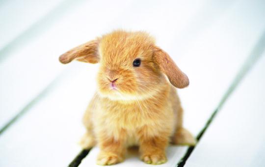 太行山兔的简介-太行山兔是什么？