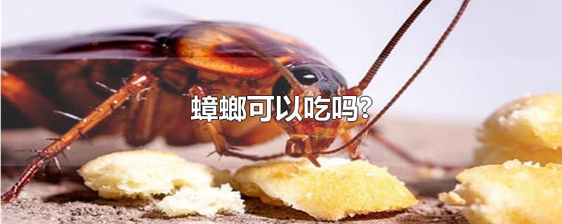 蟑螂可以吃吗?