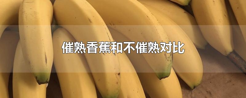 催熟香蕉和不催熟对比