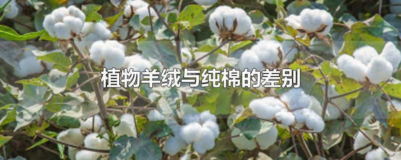 植物羊绒与纯棉的差别