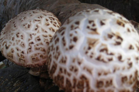 香菇菌褶发黑还能吃吗
