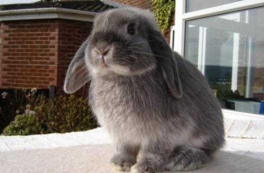 美国费斯垂耳兔的简介-美国费斯垂耳兔是什么品种？