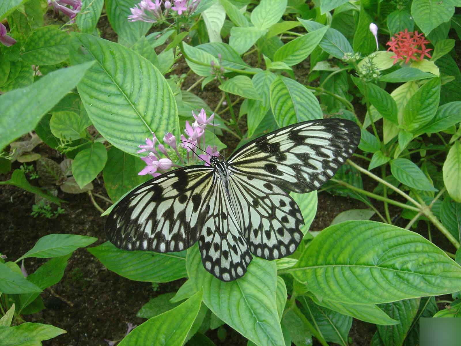 Maya2008制作一只逼真漂亮的花蝴蝶