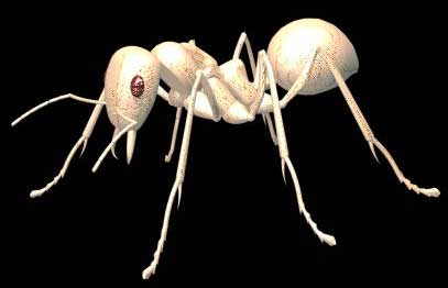 蚂蚁实例——深入了解3DMAX建模技术（上）