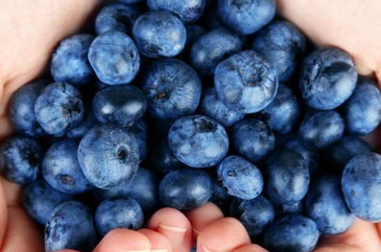 蓝莓的功效和作用及禁忌
