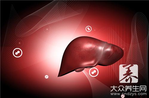  肝脏是人体的哪个部位