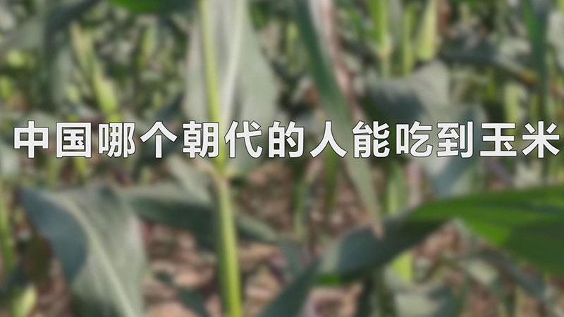 中国哪个朝代的人能吃到玉米