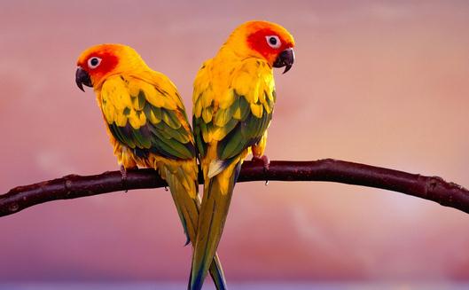 橙翅亚马逊鹦鹉的简介 橙翅亚马逊鹦鹉的产地