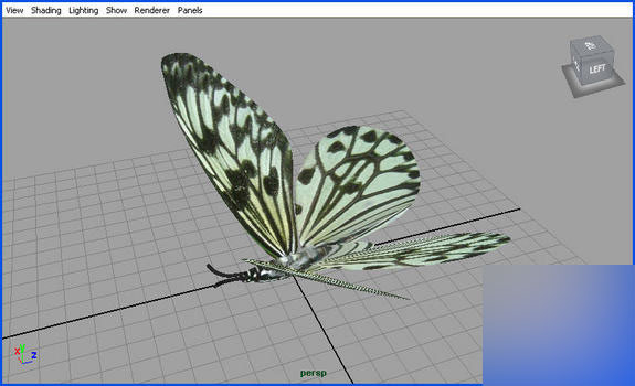 Maya2008制作一只逼真漂亮的花蝴蝶