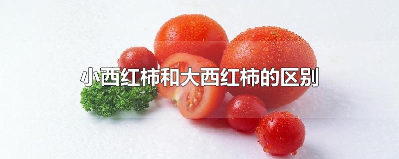 小西红柿和大西红柿的区别