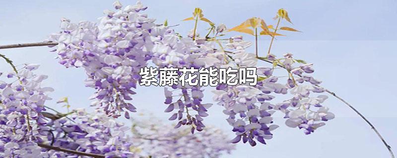紫藤花能吃吗