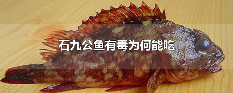 石九公鱼有毒为何能吃