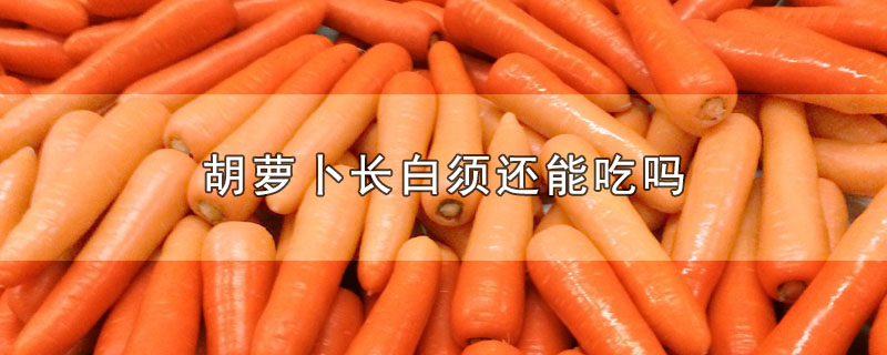胡萝卜长白须还能吃吗