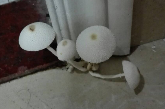 墙角长蘑菇的原因