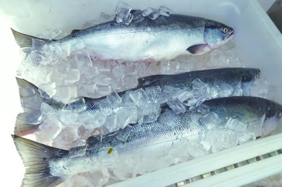 三文鱼冷冻能保存多久
