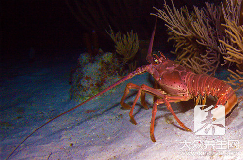 龙虾和螃蟹能一起养吗