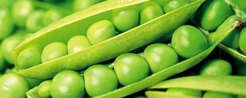 豌豆放冰箱发芽能吃吗