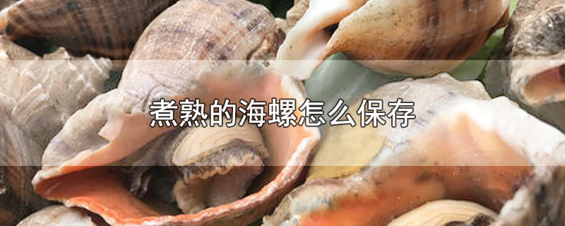 煮熟的海螺怎么保存