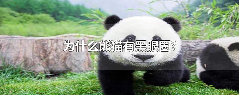 为什么熊猫有黑眼圈?