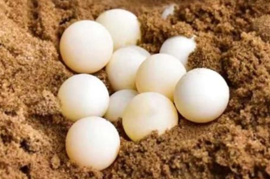 草龟蛋可以吃吗有什么功效