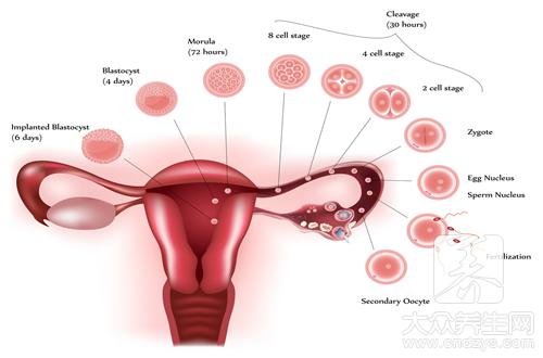 卵巢功能检查哪些