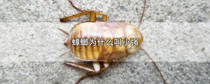 蟑螂为什么叫小强