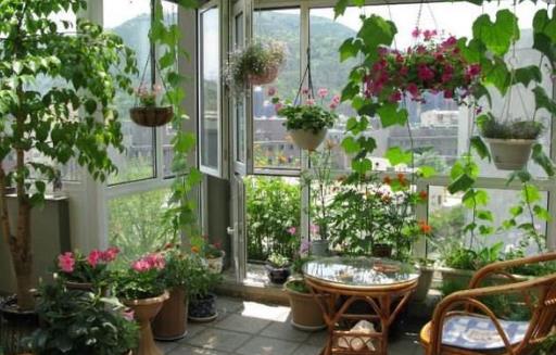 城市家庭露台阳台养花 养护要点和注意事项