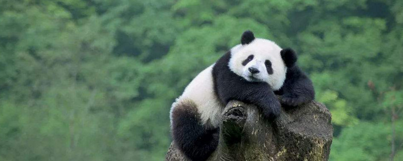 熊猫为什么容易吃幼崽