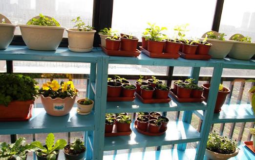 城市家庭露台阳台养花 养护要点和注意事项