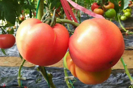 西红柿可以和土豆一起炒着吃吗