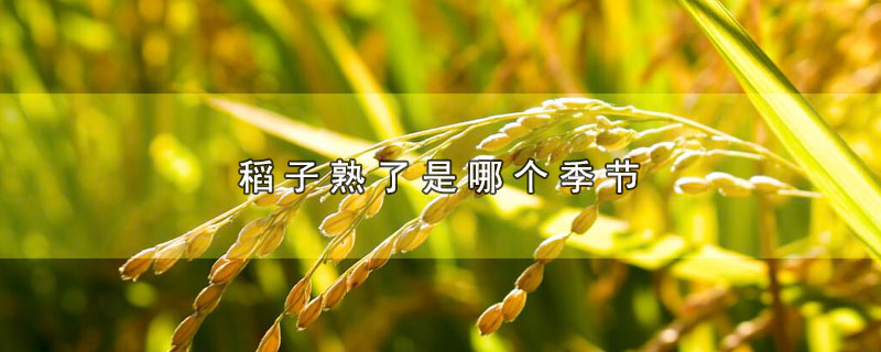 稻子熟了是哪个季节