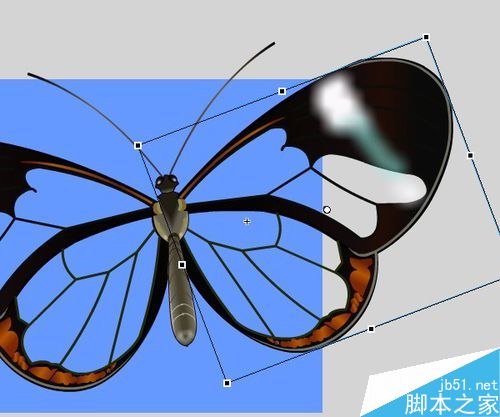flash绘制一只漂亮的玻璃蝴蝶