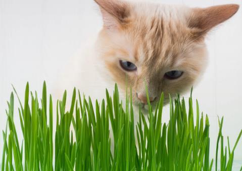 只知猫草能吐毛球可就落伍了 常见的猫咪食用植物