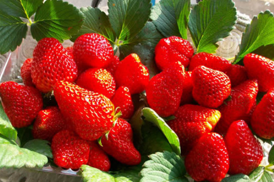 草莓上有白白一层能不能吃