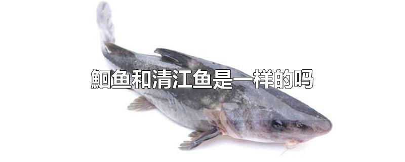 鮰鱼和清江鱼是一样的吗