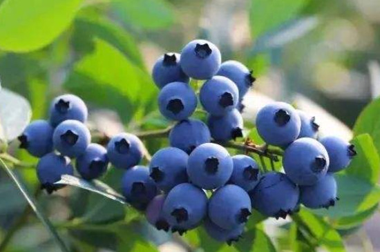 蓝莓的功效和作用及禁忌