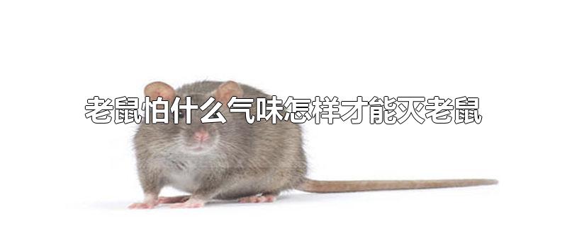 老鼠怕什么气味怎样才能灭老鼠