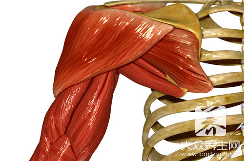 骨骼肌与心肌的异同点有哪些?