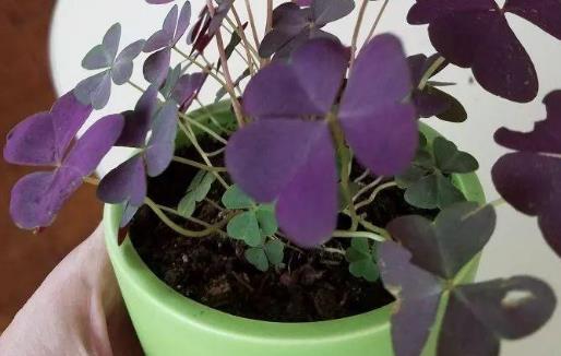 浪漫的紫色盆栽观赏植物大盘点 叶片比花朵还要好看