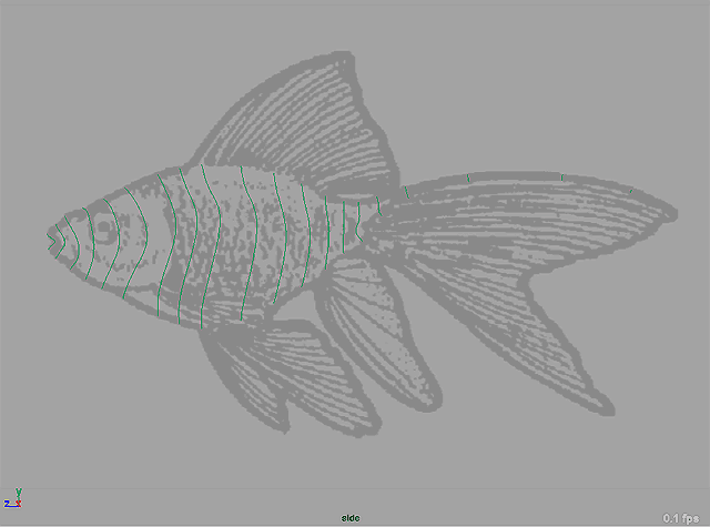 Maya教程 制作鱼的模型全过程