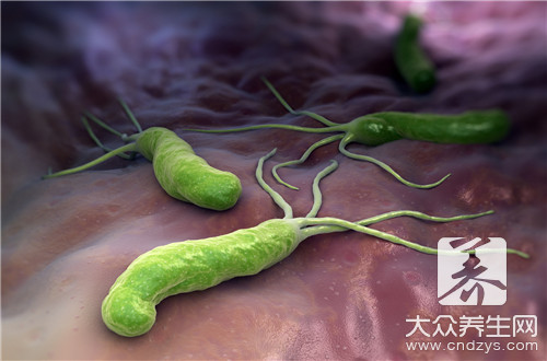 乳酸杆菌是什么