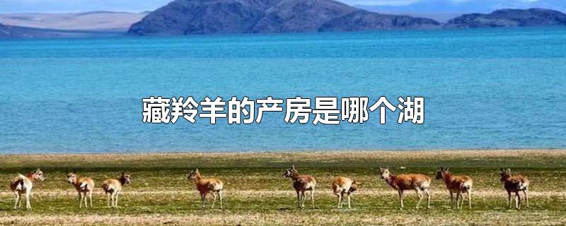 藏羚羊的产房是哪个湖