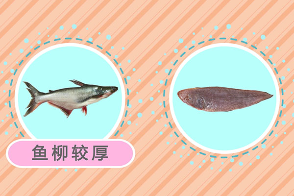 巴沙鱼和龙利鱼的区别
