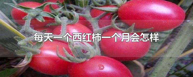 每天一个西红柿一个月会怎样